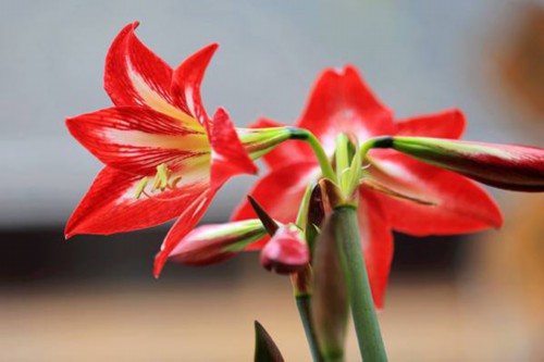 朱顶红和百合花的区别