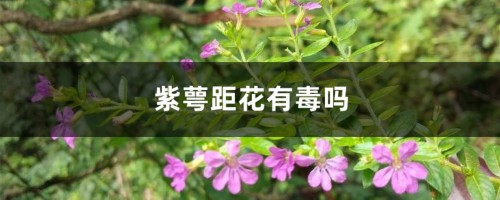 紫萼距花有毒吗