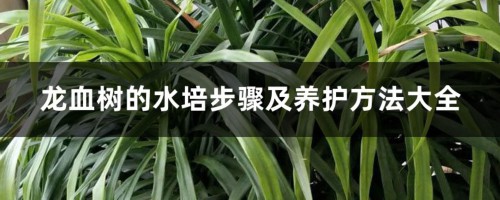 龙血树的水培步骤及养护方法大全