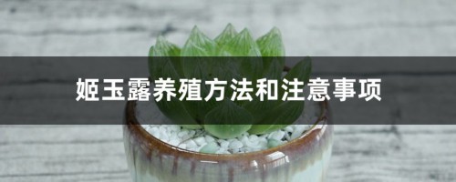 姬玉露养殖方法和注意事项