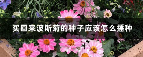 买回来波斯菊的种子应该怎么播种